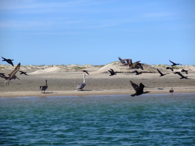 Avistamiento de aves